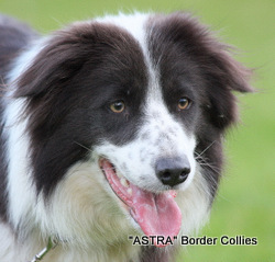Astra Cloud, Slate Blue and white, rough coated border collie